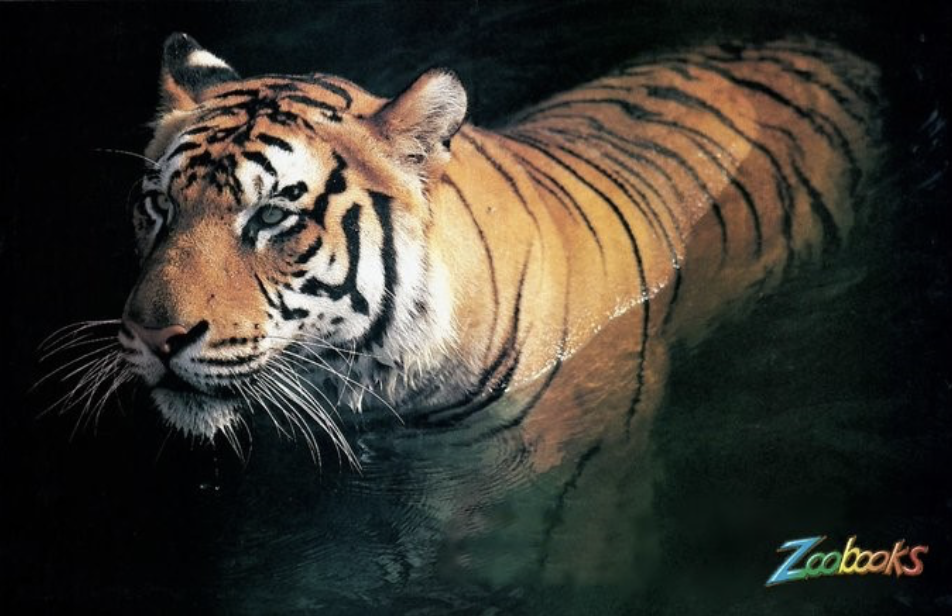 ZooBooks Tiger